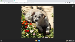 Reunited Female Dog last seen 26th and Wood Street Oakland, CA, Oakland, CA 94607