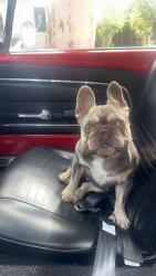 Reunited Female Dog last seen Steven’s creek and Maurica, Santa Clara, CA 95051