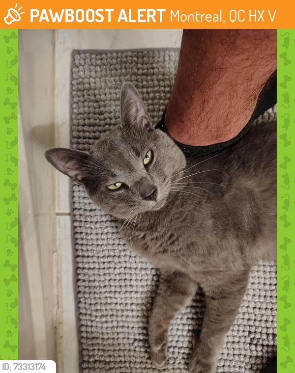 Found/Stray Male Cat last seen St-Michel / Baubien, Montreal, QC H1X 2V4