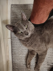 Found/Stray Male Cat last seen St-Michel / Baubien, Montreal, QC H1X 2V4