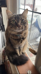 Reunited Male Cat last seen Fas Gas, Devon, AB T9G 1S2