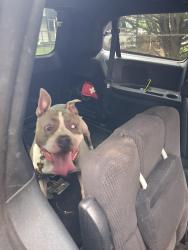 Found/Stray Male Dog last seen Juniper, Charlotte, NC 28269