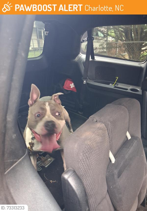 Found/Stray Male Dog last seen Juniper, Charlotte, NC 28269