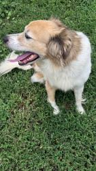 Reunited Unknown Dog last seen flt Gap Rd & Rocky Rd., Valdese, NC 28690