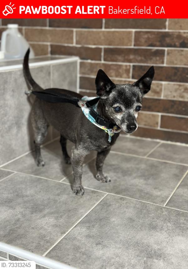 Lost Female Dog last seen Bernard and kamar near heritage park, Bakersfield, CA 93305