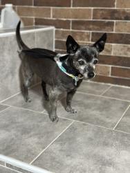 Lost Female Dog last seen Bernard and kamar near heritage park, Bakersfield, CA 93305