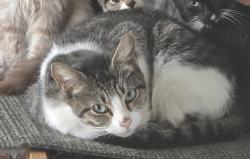 Lost Female Cat last seen Kimberly Dr, Phenix City, AL 36867