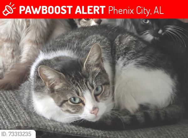 Lost Female Cat last seen Kimberly Dr, Phenix City, AL 36867
