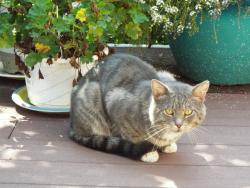 Found/Stray Male Cat last seen N 125th St & Wirt, Omaha, NE, Omaha, NE 68164