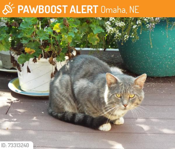 Found/Stray Male Cat last seen N 125th St & Wirt, Omaha, NE, Omaha, NE 68164