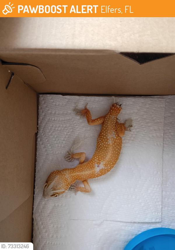 Found/Stray Unknown Reptile last seen Grand Blvd and Moog Rd, Elfers, FL 34652
