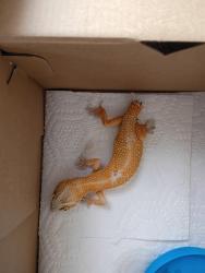 Found/Stray Unknown Reptile last seen Grand Blvd and Moog Rd, Elfers, FL 34652