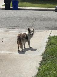 Found/Stray Unknown Dog last seen E 29th st highland ca, San Bernardino, CA 92346