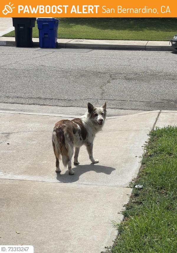 Found/Stray Unknown Dog last seen E 29th st highland ca, San Bernardino, CA 92346