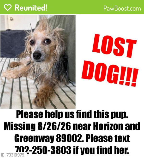 Reunited Female Dog last seen Horizon & Greenway, Henderson, NV 89002