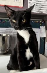 Shelter Stray Male Cat last seen Near S Bingham Junction Boulevard, Midvale, UT, 84047, 511 W 3900 S, Salt Lake City, UT 84123, USA
