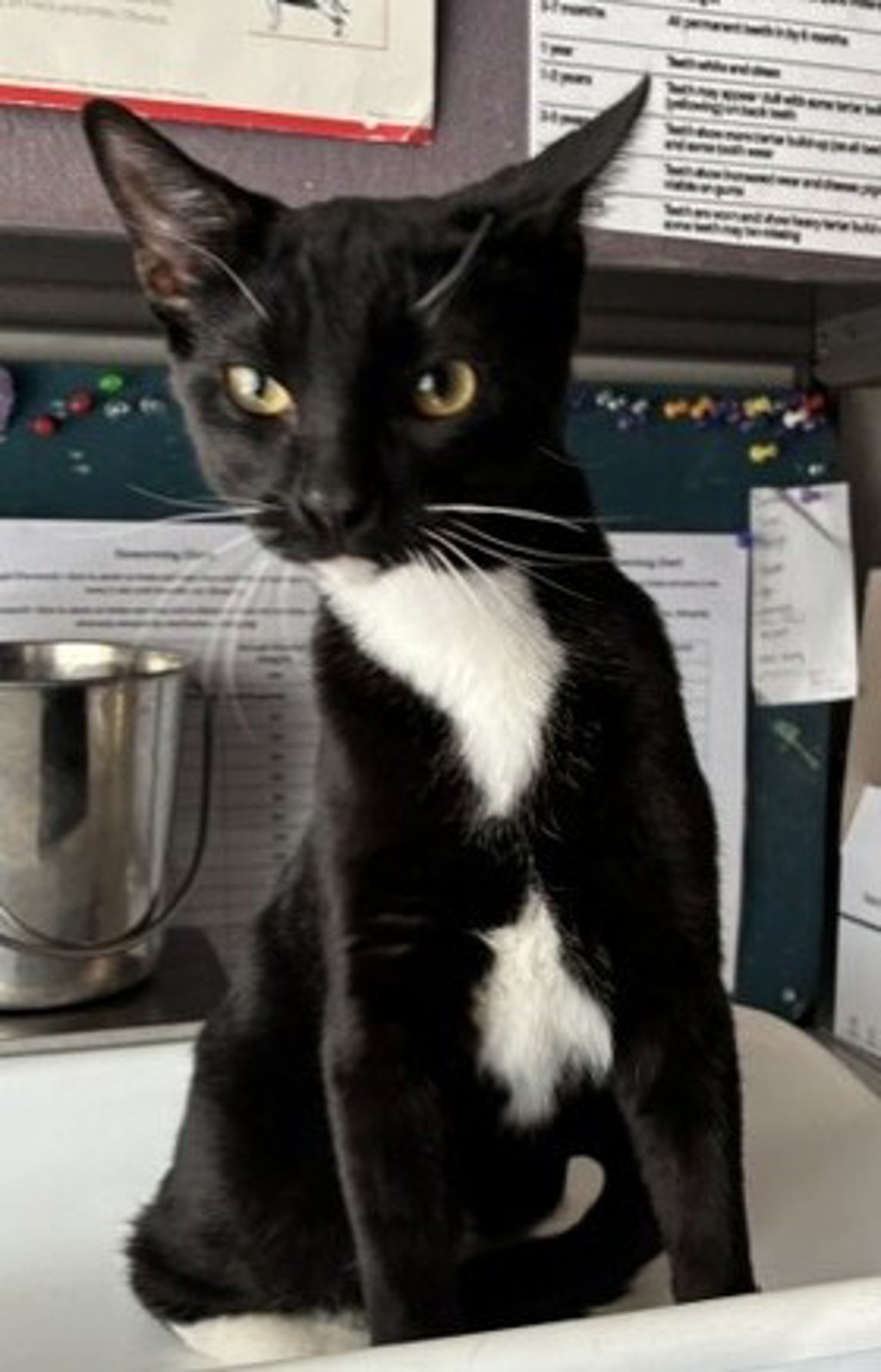 Shelter Stray Male Cat last seen Near S Bingham Junction Boulevard, Midvale, UT, 84047, 511 W 3900 S, Salt Lake City, UT 84123, USA