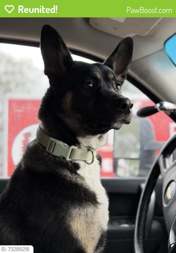 Reunited Female Dog last seen N Circle Dr. & E Van Buren St., Colorado Springs, CO 80909