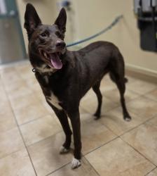 Shelter Stray Male Dog last seen NE 148th Ave & NE Airport Way, PORTLAND, OR, 97230, 1700 W Historic Columbia River Hwy, Troutdale, OR 97060, USA