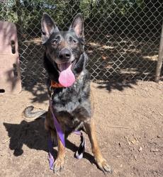Shelter Stray Female Dog last seen Multnomah Falls, CASCADE LOCKS, OR, 97014, 1700 W Historic Columbia River Hwy, Troutdale, OR 97060, USA