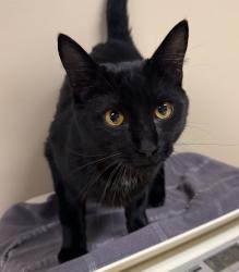 Shelter Stray Male Cat last seen 257th & Clawson, TROUTDALE, OR, 97060, 1700 W Historic Columbia River Hwy, Troutdale, OR 97060, USA