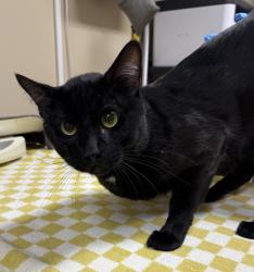 Shelter Stray Male Cat last seen 257th & Clawson, TROUTDALE, OR, 97060, 1700 W Historic Columbia River Hwy, Troutdale, OR 97060, USA