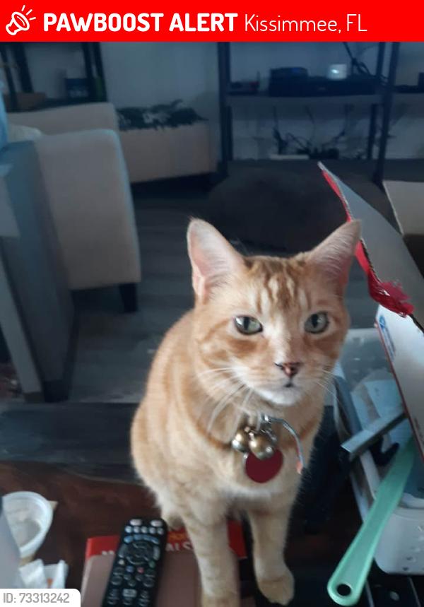 Lost Male Cat last seen Neptune road, Kissimmee, Kissimmee, FL 34744