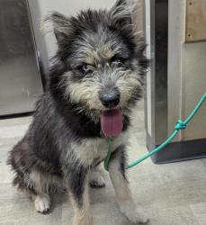 Shelter Stray Male Dog last seen Near Market Street, San Diego, CA, 92114, 5500 Gaines St, San Diego, CA 92110, USA