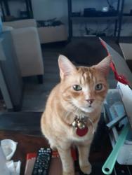 Lost Male Cat last seen Neptune road, Kissimmee, Kissimmee, FL 34744