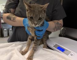 Shelter Stray Male Cat last seen Apt 2B,1654 Grand Avenue, BRONX, NY, 10453, 326 E 110th St, New York, NY 10029, USA