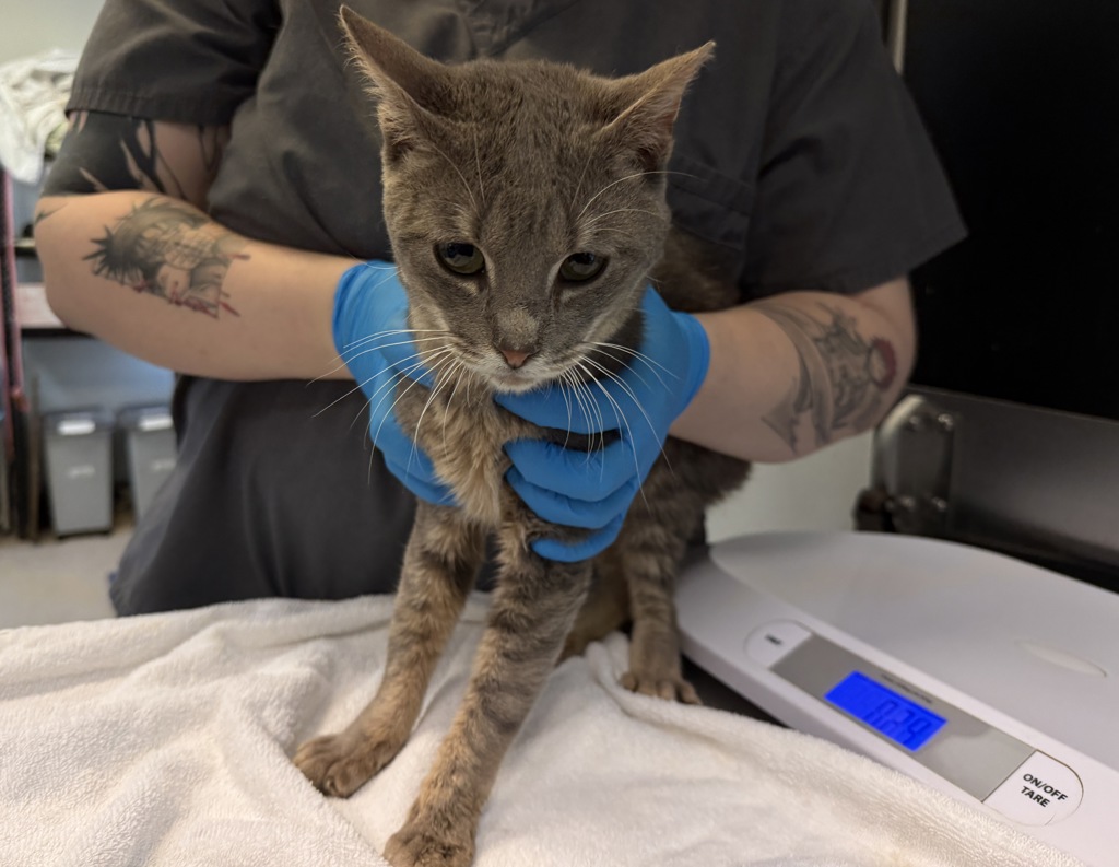 Shelter Stray Male Cat last seen Apt 2B,1654 Grand Avenue, BRONX, NY, 10453, 326 E 110th St, New York, NY 10029, USA