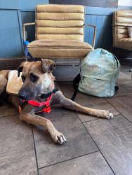 Shelter Stray Male Dog last seen Imperial Avenue, San Diego, CA, 92114, 5500 Gaines St, San Diego, CA 92110, USA
