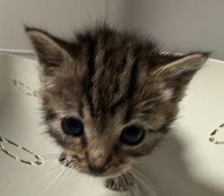 Shelter Stray Female Cat last seen Near Callan Avenue, SAN LEANDRO, CA, 94577, 8323 Baldwin St, Oakland, CA 94621, USA