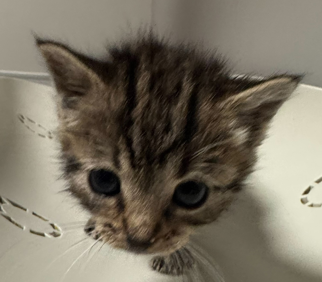 Shelter Stray Female Cat last seen Near Callan Avenue, SAN LEANDRO, CA, 94577, 8323 Baldwin St, Oakland, CA 94621, USA