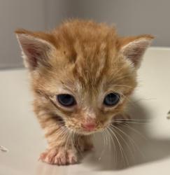 Shelter Stray Male Cat last seen Near Callan Avenue, SAN LEANDRO, CA, 94577, 8323 Baldwin St, Oakland, CA 94621, USA