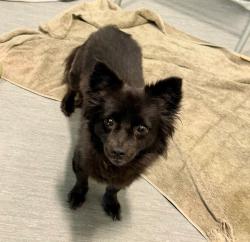 Shelter Stray Female Dog last seen Pencoste Way, San Diego, CA, 92105, 5500 Gaines St, San Diego, CA 92110, USA