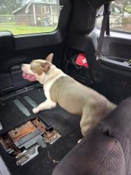 Found/Stray Male Dog last seen Juniper, Charlotte, NC 28269