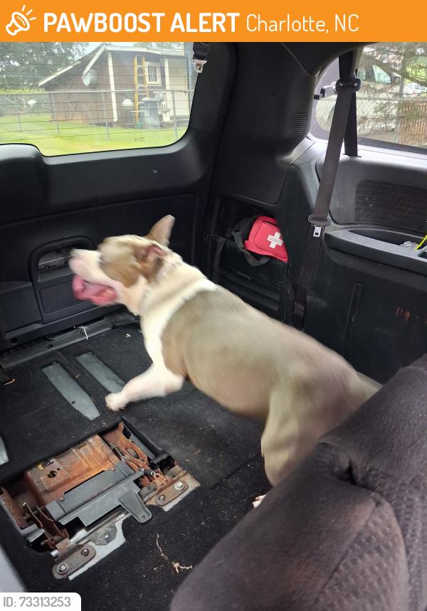 Found/Stray Male Dog last seen Juniper, Charlotte, NC 28269