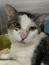 Shelter Stray Male Cat last seen Near Shorewood Drive, San Diego, CA, 92114, 5500 Gaines St, San Diego, CA 92110, USA