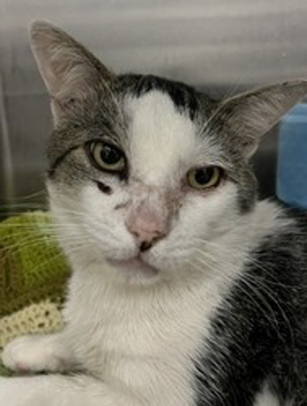 Shelter Stray Male Cat last seen Near Shorewood Drive, San Diego, CA, 92114, 5500 Gaines St, San Diego, CA 92110, USA