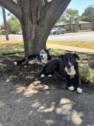 Found/Stray Male Dog last seen Went in the ally behind the 1st hse to the right on hillside and Shawnee, Amarillo, TX 79109