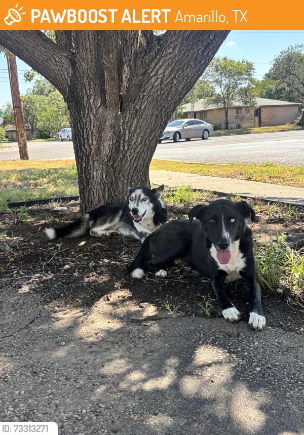 Found/Stray Male Dog last seen Went in the ally behind the 1st hse to the right on hillside and Shawnee, Amarillo, TX 79109