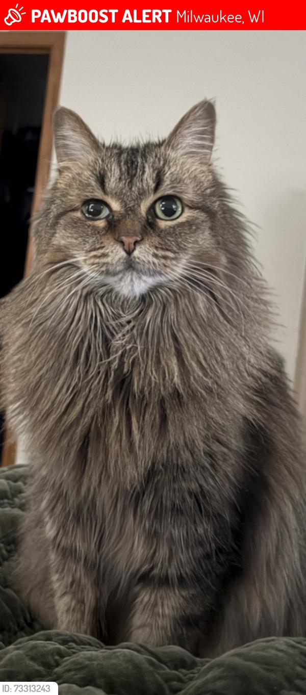 Lost Female Cat last seen Granville and Dean Rd, Milwaukee, WI 53224