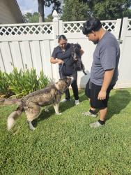 Reunited Female Dog last seen Wright Circle, Brenda Drive, Hwy 138, Clayton County, GA 30236