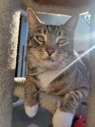 Reunited Male Cat last seen Valley View and Chapman, Garden Grove, CA 92845