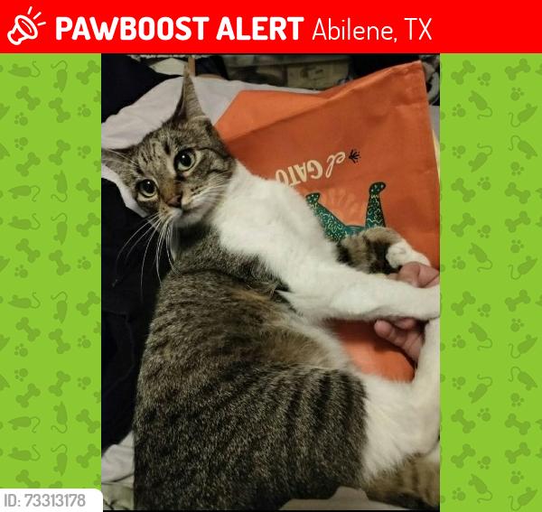 Lost Female Cat last seen South 20th, Sayles Blvd, Highland Ave, Abilene, TX 79605