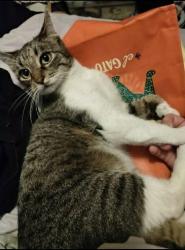 Lost Female Cat last seen South 20th, Sayles Blvd, Highland Ave, Abilene, TX 79605