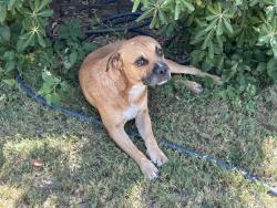 Found/Stray Male Dog last seen Hamilton Ave and Dyer, El Paso, TX 79930