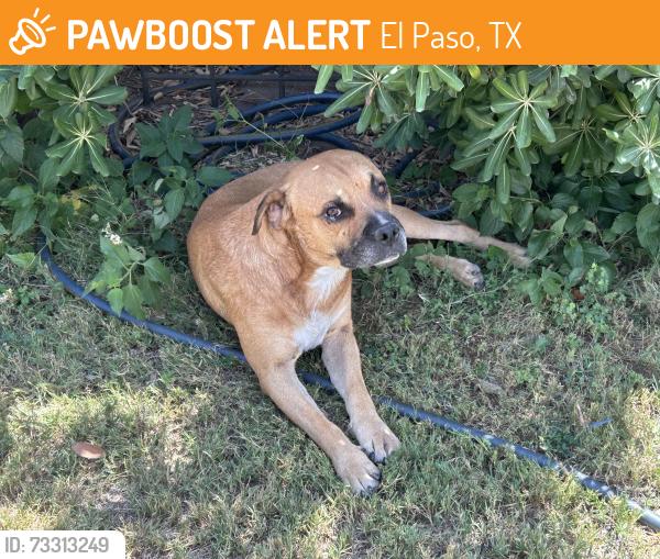 Found/Stray Male Dog last seen Hamilton Ave and Dyer, El Paso, TX 79930