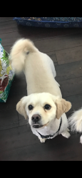 Reunited Male Dog last seen Whitewater way, Sacramento, CA 95826